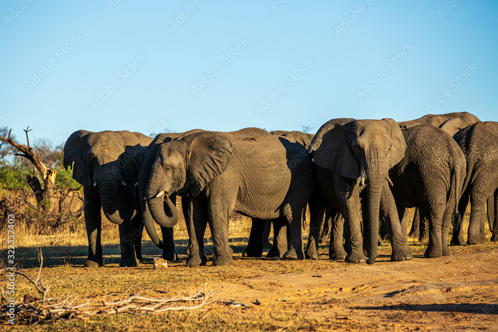 Fototapeta premium Elephant in the bushes in South Africa