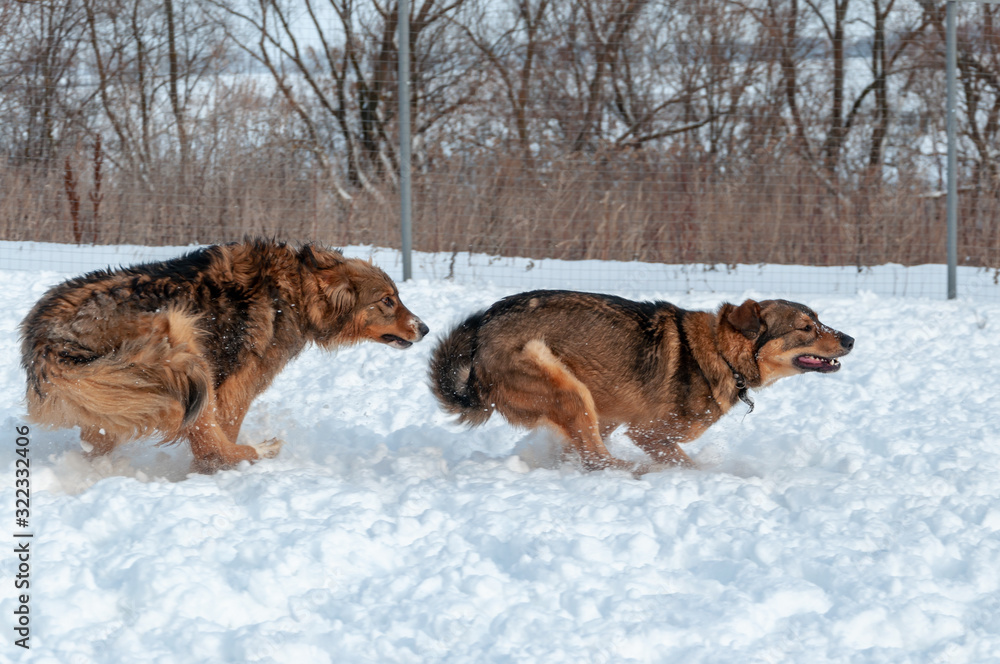 Large, beautiful red, cheerful dogs run and jump joyfully on a snow-covered area in the countryside Large, beautiful red, cheerful dogs run and jump joyfully on a snow-covered area in the countryside