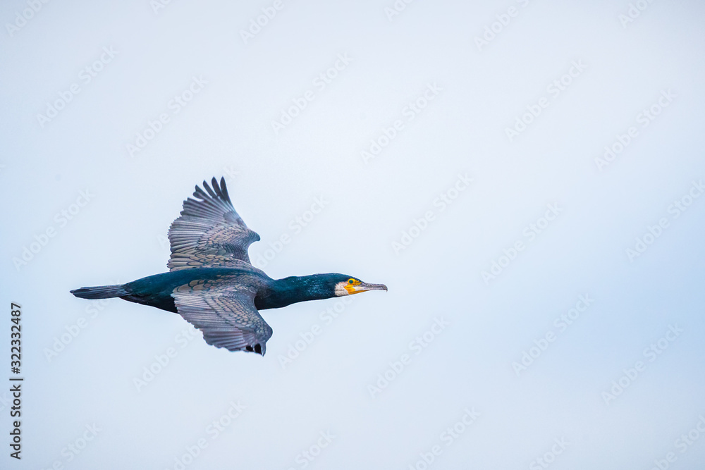 Obraz premium A flying cormorant with the sky as background