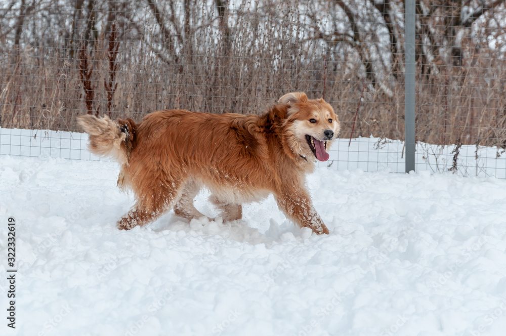 Large, beautiful red, cheerful dogs run and jump joyfully on a snow-covered area in the countryside Large, beautiful red, cheerful dogs run and jump joyfully on a snow-covered area in the countryside