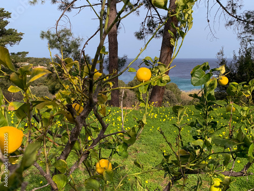 Citronnier de Corse photo