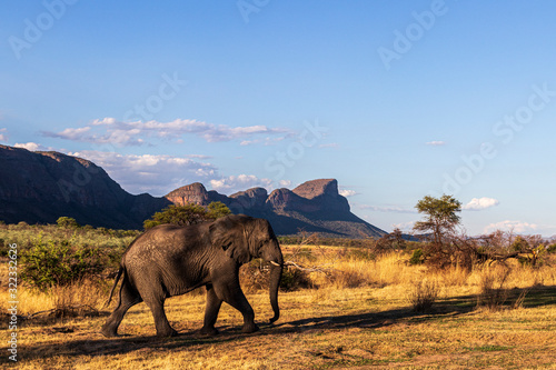 Elephant in the bushes in South Africa