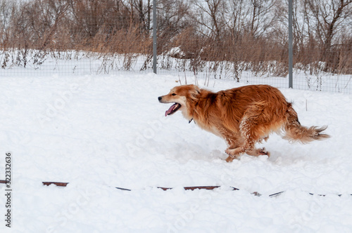 Large, beautiful red, cheerful dogs run and jump joyfully on a snow-covered area in the countryside