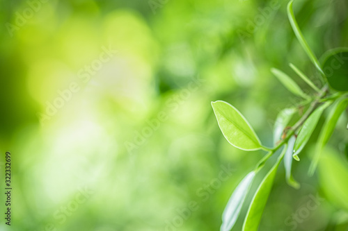 Closeup beautiful view of nature green leaves on blurred greenery tree background with sunlight in public garden park. It is landscape ecology and copy space for wallpaper and backdrop.