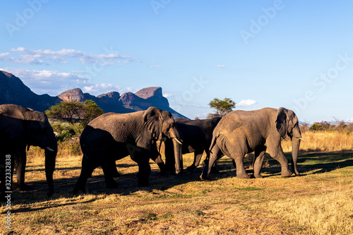 Elephant in the bushes in South Africa