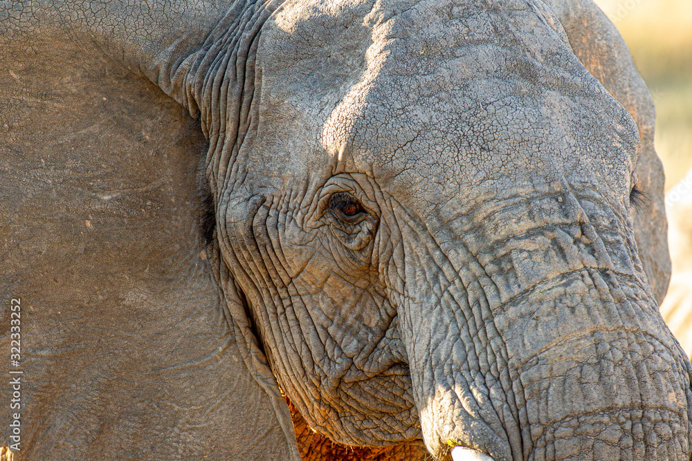 Fototapeta premium Elephant in the bushes in South Africa