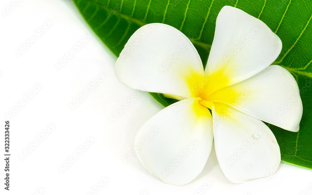 Fototapeta premium Plumeria flower.White frangipani tropical flower and leave frame isolated on white background
