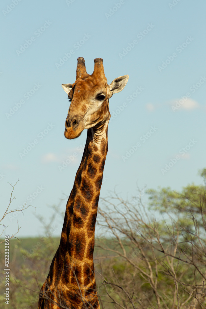 Obraz premium Giraffe South Africa