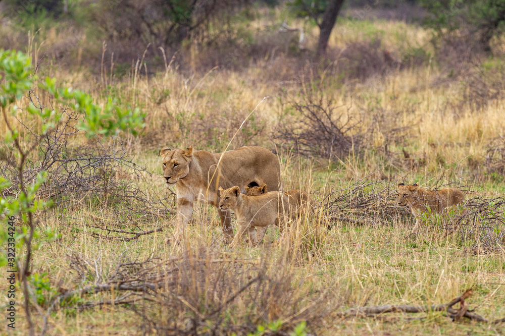 South African Lion in the Savanna South African Lion in the Savanna