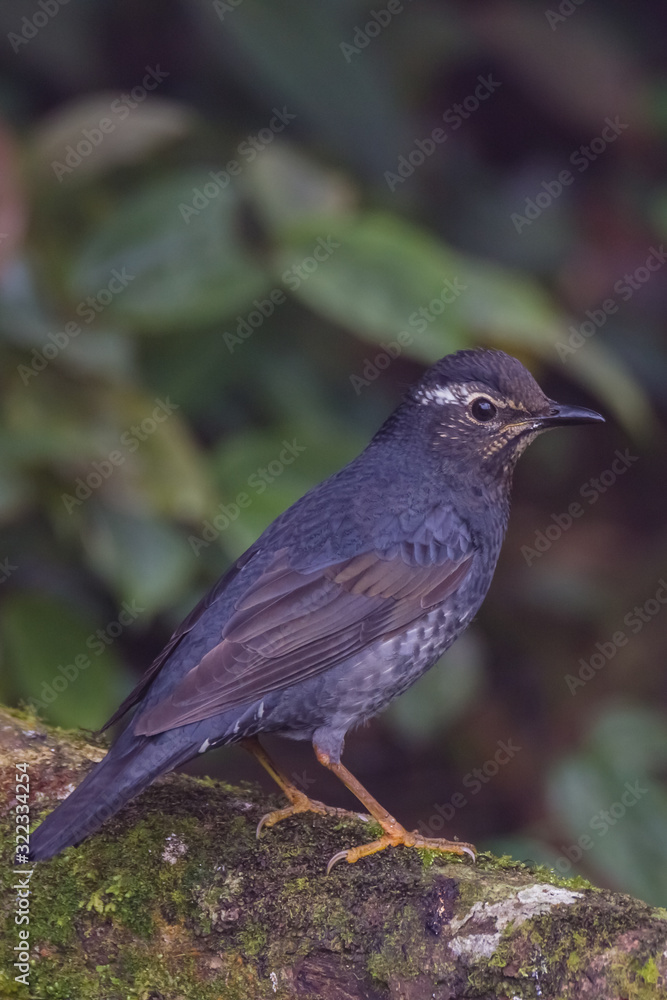 Obraz premium view of a beautiful bird in nature