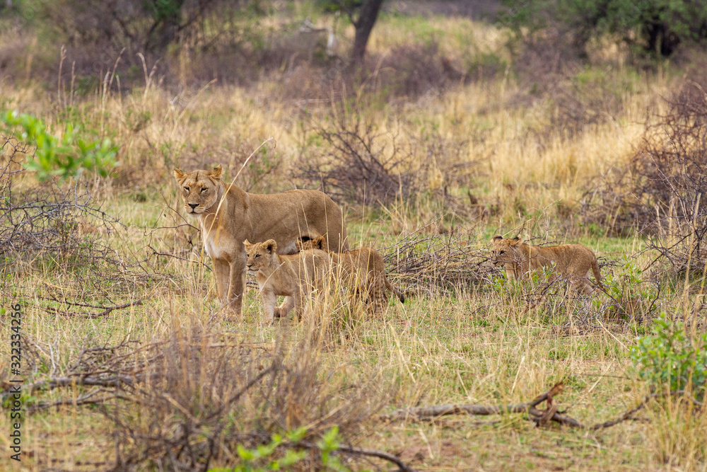 South African Lion in the Savanna South African Lion in the Savanna