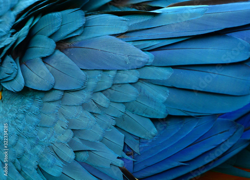 Texture of beautiful feather Macaw