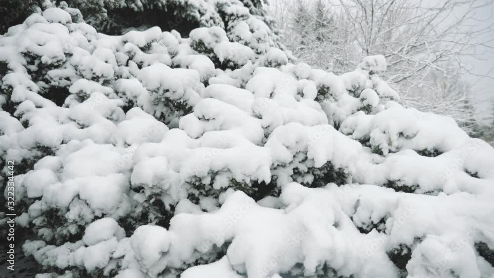 Spruce twigs covered with shining dense snow in a forest in winter in slow motion Spruce twigs covered with shining dense snow in a forest in winter in slow motion