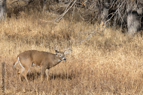 Fototapeta Naklejka Na Ścianę i Meble -  Buck Whitetail Deer in Colorado During the Fall Rut