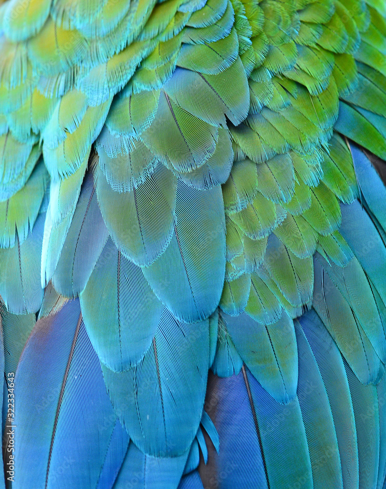 Fototapeta premium Feather detail of Macaw
