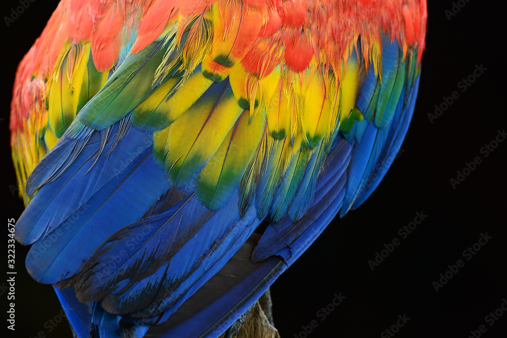Obraz premium Feather detail of Macaw