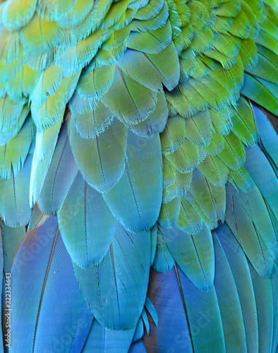 Feather detail of Macaw
