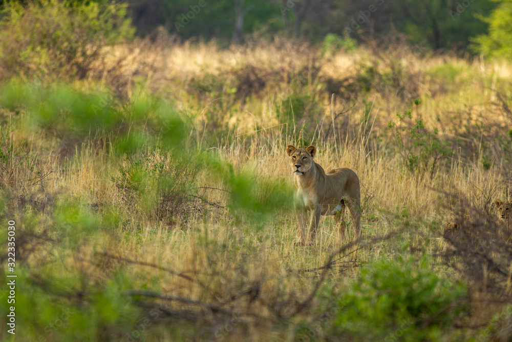 South African Lion in the Savanna South African Lion in the Savanna