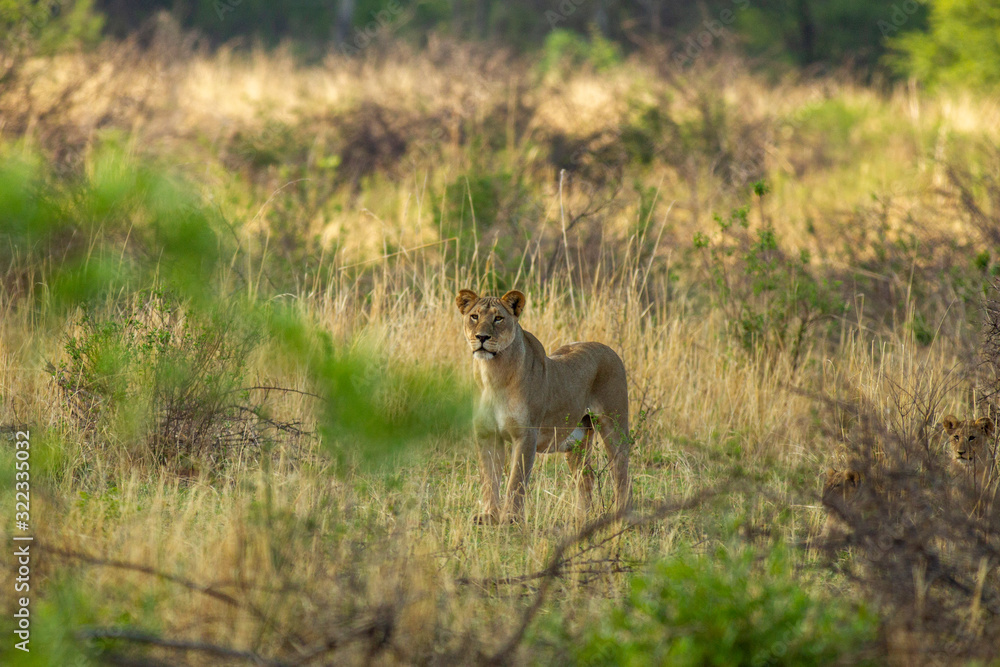 South African Lion in the Savanna South African Lion in the Savanna