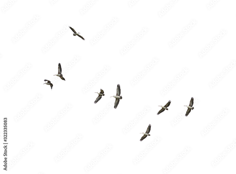 Spot-billed pelican or grey pelican flying