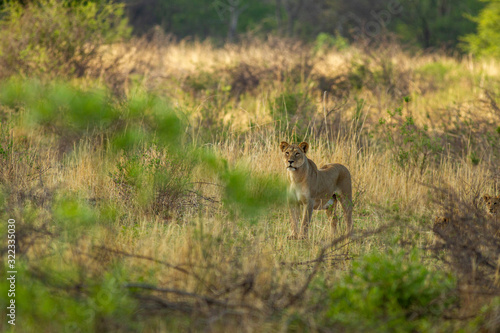 South African Lion in the Savanna