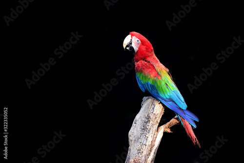 Scarlet macaws