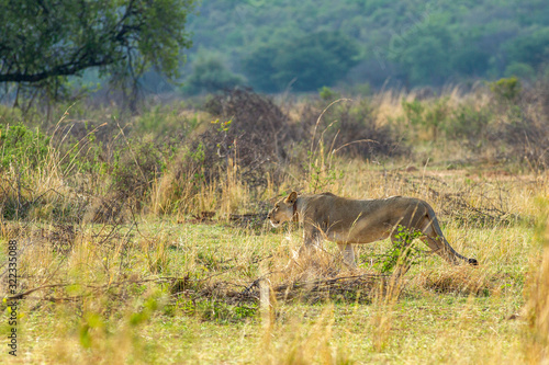 South African Lion in the Savanna