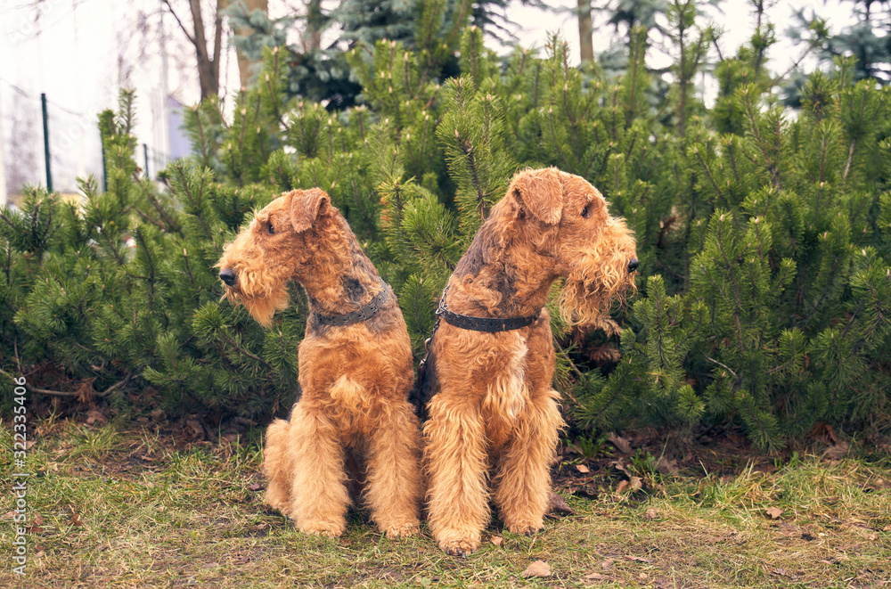 Two friendly dogs sit together on background of green Christmas trees in grass. Horizontal photo of Pets.