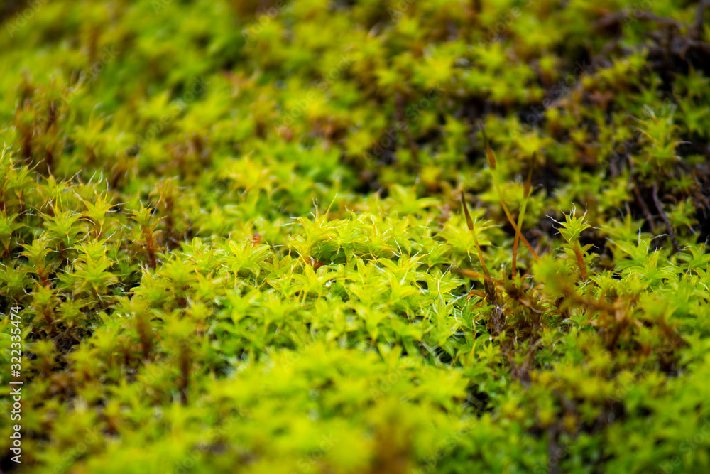 Bright green moss, macro photo, selective focus