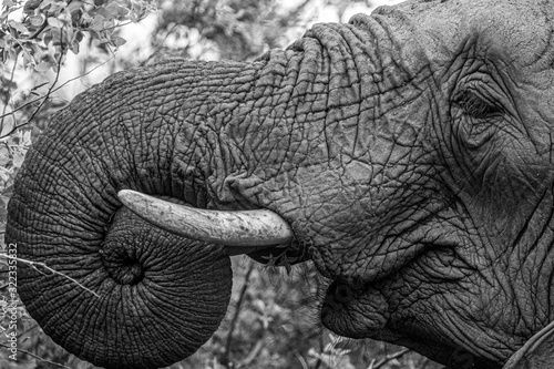 Elephant in the bushes in South Africa