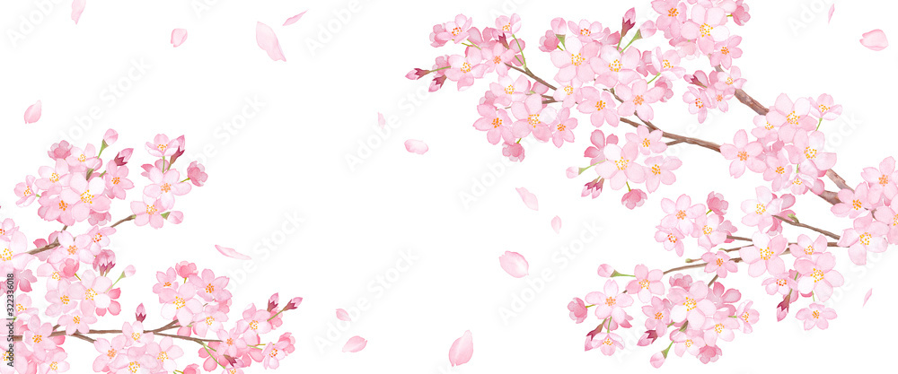 春の花 桜と散る花びらのアシンメトリー背景 水彩イラスト Stock イラスト Adobe Stock