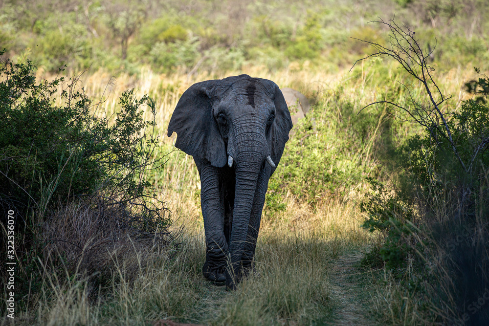 Obraz premium Elephant in the bushes in South Africa