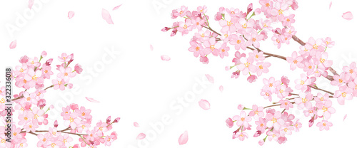 春の花 桜と散る花びらのアシンメトリー背景 水彩イラスト Stock イラスト Adobe Stock 春の花 桜と散る花びらのアシンメトリー背景 水彩イラスト Stock イラスト Adobe Stock
