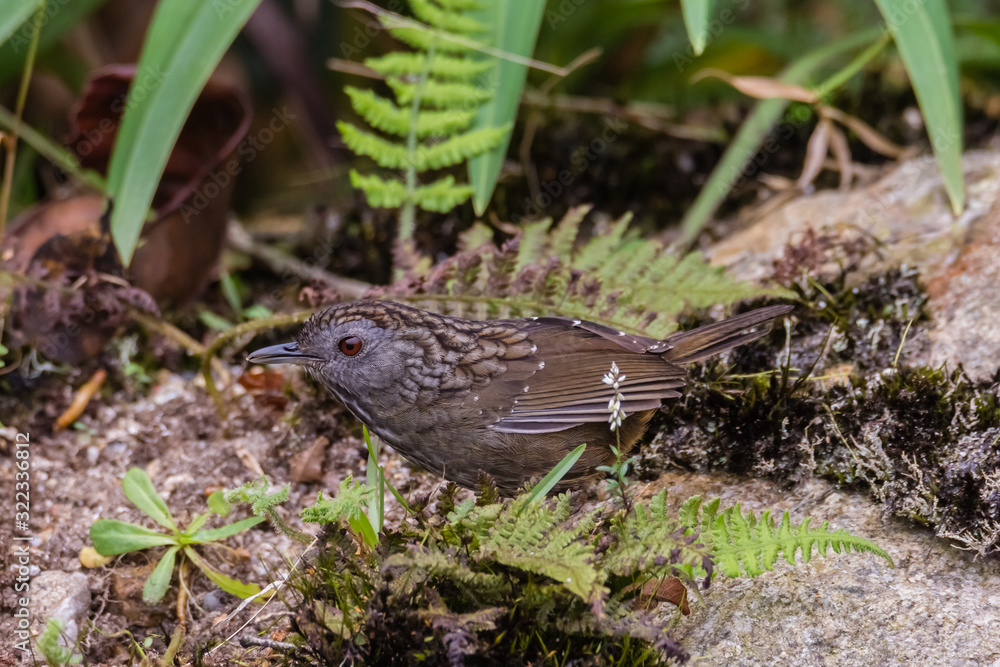 view of a beautiful bird in nature view of a beautiful bird in nature