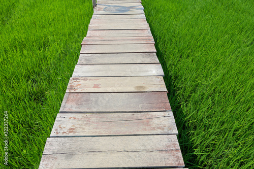The wood walkway on green baby rice field in thailand for rice background
