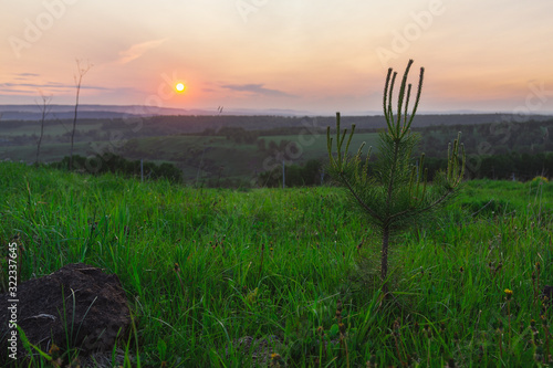 A small pine tree in the field is illuminated by the setting sun