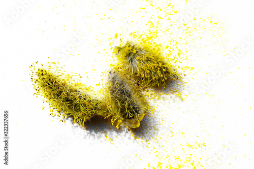 Willow buds with yellow pollen on a white background, allergy and early spring concept