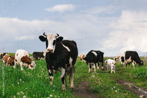 A herd of cows grazing on a green meadow © Александр Будов