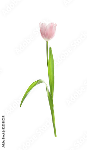 Beautiful spring pink tulip isolated on white