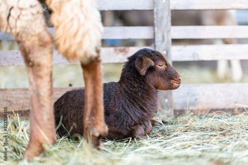 Fototapeta premium Kleines Lamm in der Abendsonne