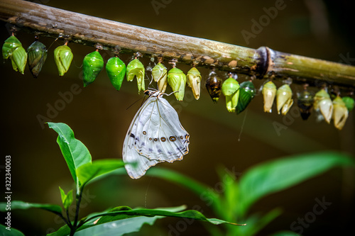 Photography A butterfly hung on a branch where many cocoons of caterpillars hang