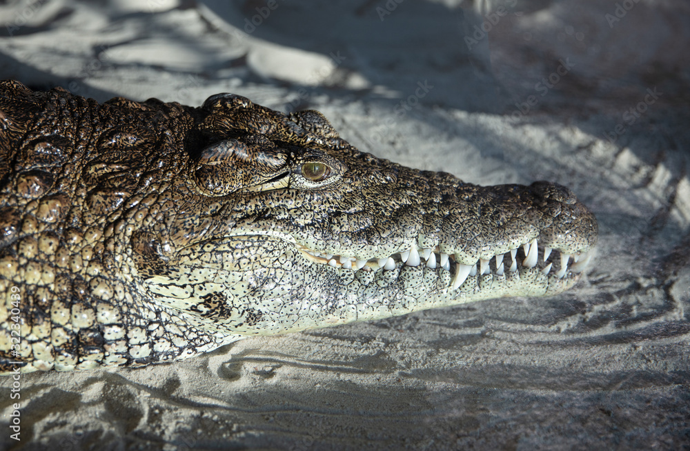 Fototapeta premium Nile Crocodile (Crocodylus niloticus) resting