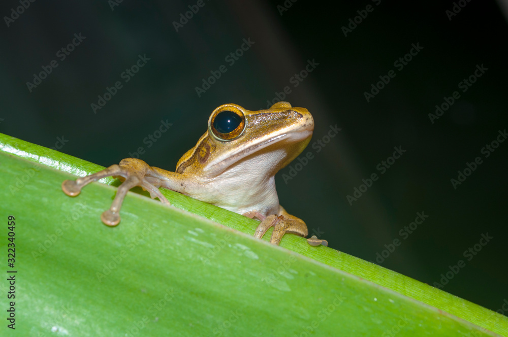 Fototapeta premium frog on leaf