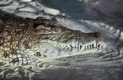 Nile Crocodile (Crocodylus niloticus) resting