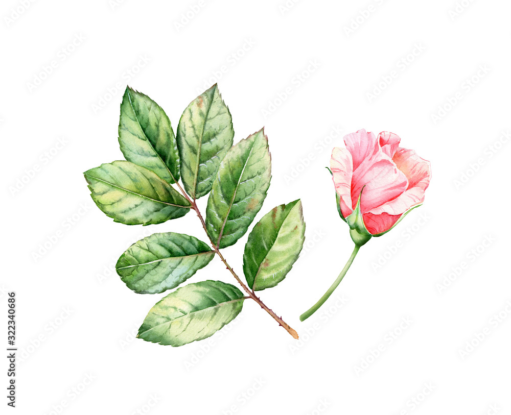 Watercolor rose leaves and flower. Botanical illustration with green branch and pink bud isolated on white. Detailed realistic foliage. Floral element for wedding design, cosmetics, advertising Watercolor rose leaves and flower. Botanical illustration with green branch and pink bud isolated on white. Detailed realistic foliage. Floral element for wedding design, cosmetics, advertising