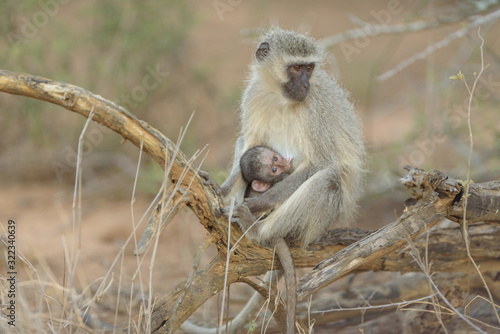 Vervet monkey baby with mom in the wilderness of Africa