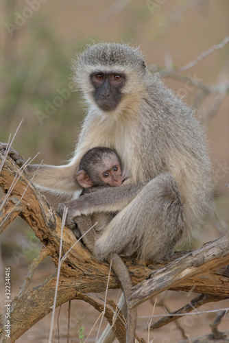 Vervet monkey baby with mom in the wilderness of Africa © Ozkan Ozmen
