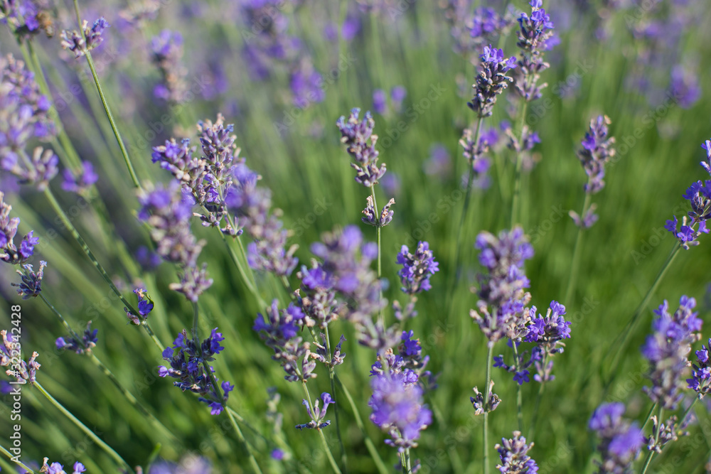 horizontal closeup photo of lavender flowers in the morning