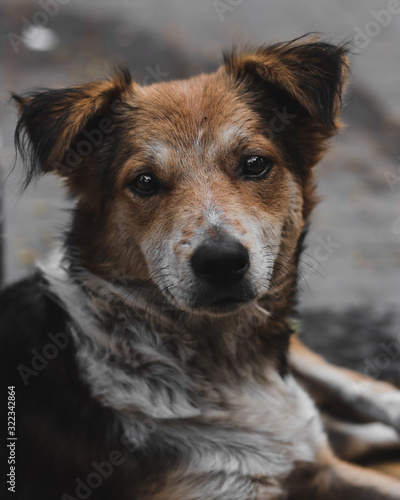 A Portrait of a stray dog 