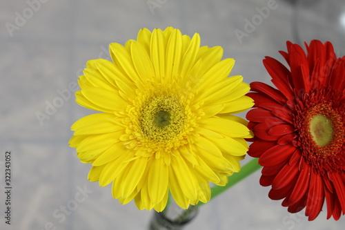 yellow and red daisy